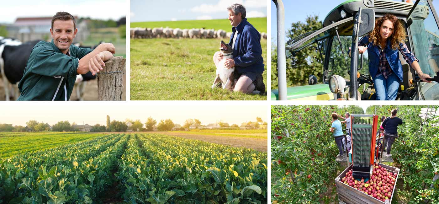 Agriculture and Farming Field Images