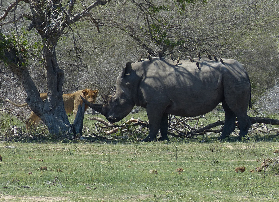 Kruger National Park upgrades to NEXEDGE NXDN